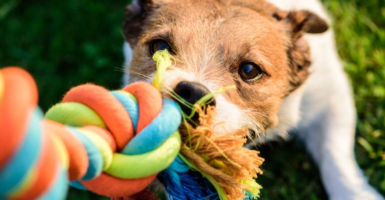 Zerrspiel mit Spielzeug, Hund, Canidae, Hunderasse, Hundespielzeug, Tennisball, Welpe, Ball, Fleischfresser, Begleithund, Terrier,