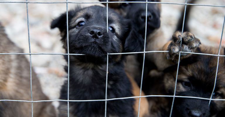 Hund, Säugetier, Wirbeltier, Canidae, Hunderasse, Fleischfresser, Welpe, Tierheim, Schnauze, Hunde hinter Gittern, Zwinger für Hunde