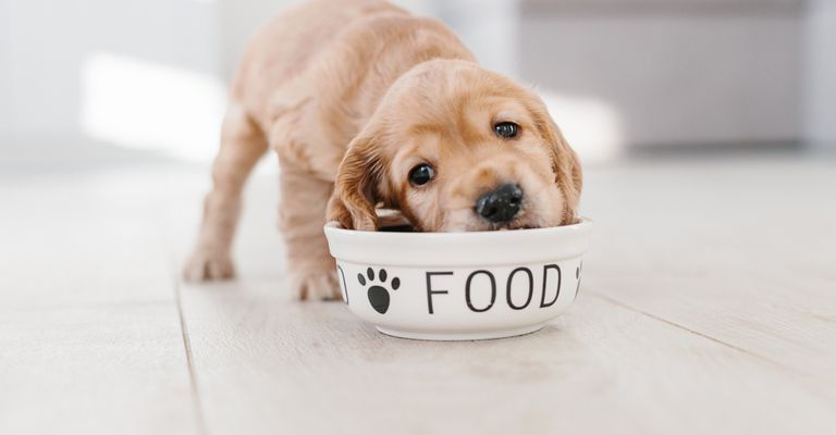 Hund,Futter,Hunderasse,Fleischfresser,Heimtierbedarf,Arbeitstier,Begleithund,Rehkitz,Schnurrhaare,Hundebedarf, Welpe frisst aus einer weißen Schüssel, Cocker Spaniel Welpe