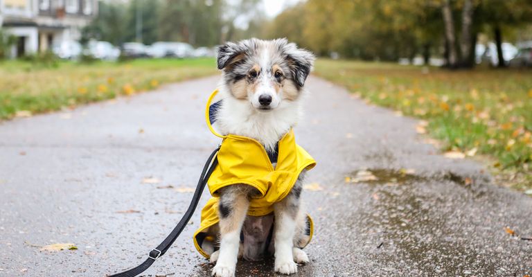 Hundemantel mit Geschirr Hund,Pflanze,Hunderasse,Fleischfresser,Hundekleidung,Gras,Begleithund,Rehkitz,Asphalt,Hundezubehör,