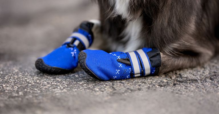 Brauchen Hunde Schuhe im Winter? Brauchen Hunde Schuhe für den Schnee? Wir haben die Antwort und Tipps, auf diesem Foto sieht man eine kleine Hunderasse mit blauen Hundeschuhen an den Vorderpfoten