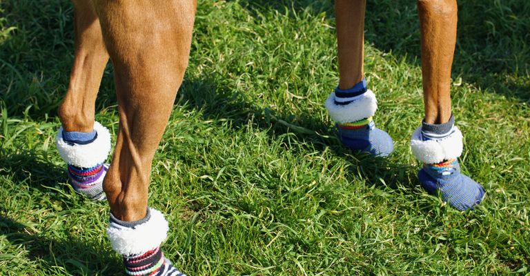 Gelenk,Schuh,Pflanze,Bein,Weiß,Muskel,Grün,Shorts,Menschlicher Körper,Menschen in der Natur,