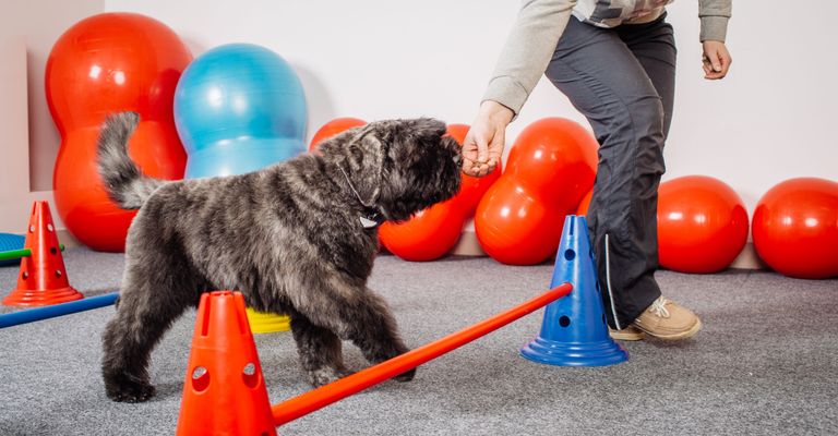 Hund, Canidae, Hunderasse, Bouvier des flandres, Cairn Terrier, Fleischfresser, Terrier, Sporting Group, Hundesport, Begleithund, Hundetraining mit Stange und Leckerli führen