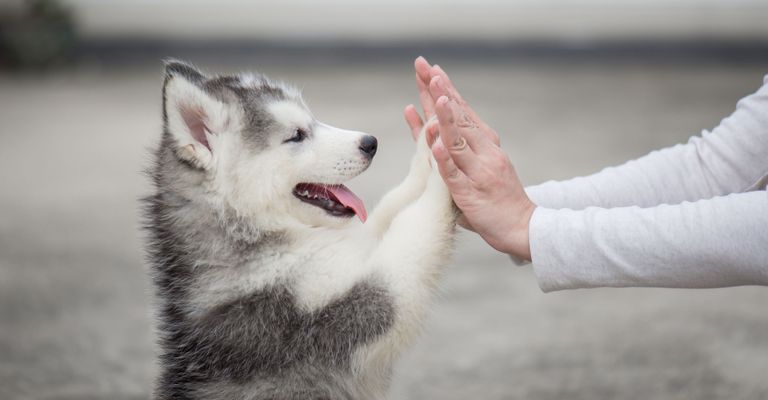 Siberian Husky, Säugetier, Hund, Wirbeltier, Canidae, Rasse ähnlich Alaskan Malamute, Gesichtsausdruck, Siberian Husky Welpe, Miniatur Siberian Husky, Fleischfresser, Hund lernt High Five Trick, süße Hundewelpen, beliebte Hunderasse