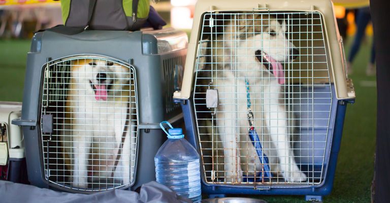 Käfig, Tierheim, Tierbedarf, Hundebox für Transport, Fliegen mit Hunden, großer weißer Hund im Käfig, Transportbox für Husky, Husky Hunde in Plastikbox, Hund mit weißem Fell, langhaarige Hunde