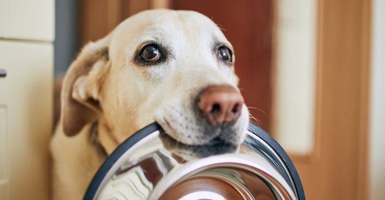 Kopf,Hund,Hunderasse,Fleischfresser,Ohr,Arbeitstier,Begleithund,Kitz,Schnurrhaare,Schnauze, Schüssel, Futter, Labrador weiß, braune Nase beim hellen Labrador Retriever