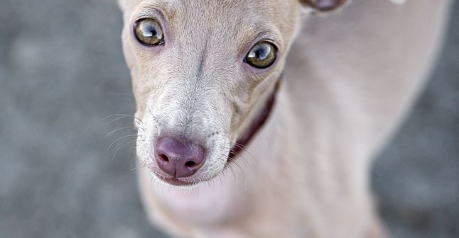 Italienischer Windhund Welpe, Windspiel Welpe, Rasse ähnlich Greyhound, grauer kleiner Hund mit kurzem Fell