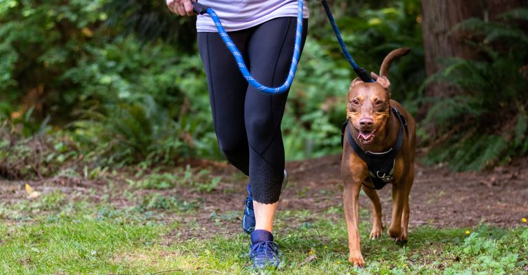 Hund, Canidae, Hunderasse, Leine, Cani Cross, Erholung, Hundewandern, Fleischfresser, Hundewandern, Trail, Joggen mit Hund an der normalen Leine im Wald