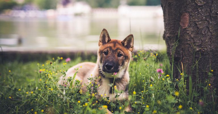 Shikoku Hund aus Japan, japanische Hunderasse braun weiß, Hund ähnlich Shiba Inu, Hund aus Japan, Jagdhunderasse mit Stehohren, süße Hunderasse mit langer Zunge, asiatischer Hund, mittelgroße Rasse, Kochi-Ken, Spitz, Junger Hund liegt neben einem Baum auf einer Wiese und hat ein Gesicht wie ein Fuchs