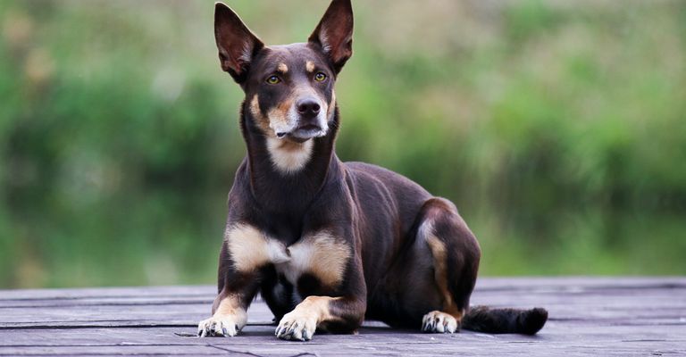 Australian Kelpie, Hund mit Stehohren, braun tan Hund, Australische Rasse, Schäferhund, Sheepdog