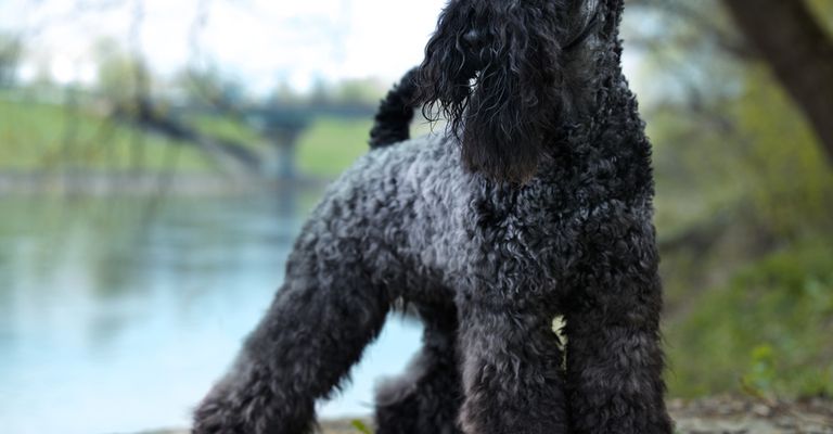 Kerry Blue Terrier, schwarzer Hund auf Wiese, Hund mit kurzer Rute, Hund mit Locken, Hund der Schnauzer ähnelt, blaue Hunderasse, irischer Hund, Hund aus Irland, Hunderasse mit eingeringeltem Schwanz und vielen Haaren im Gesicht