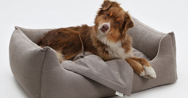 Canidae, Hund, Begleithund, Hundebett, Möbel, Hunderasse, Komfort, Fleischfresser, Hundebedarf, Welpe liegt in seinem hundebett mit einer neuen Hundedecke