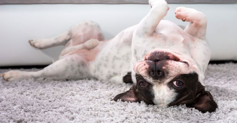 Hund, Säugetier, Canidae, Hunderasse, französische Bulldogge, alte englische Bulldogge, Fleischfresser, Schnauze, Pfote, Sporting Group, Hund schläft auf weißem Teppich, klener weißer Hund lacht