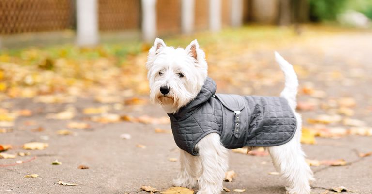 Hund, Säugetier, Wirbeltier, Hunderasse, Canidae, West Highland White Terrier, Hundekleidung, Fleischfresser, Begleithund, Terrier, Hund trägt einen Regenmantel im Freien, kleiner weißer Hund mit mittellangen Haaren im Herbst