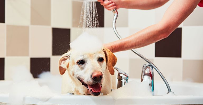 Canidae, Hund, Hunderasse, Begleithund, Wasser, Schnauze, weißer Labrador Retriever, Leine, Fleischfresser, Hund Baden,