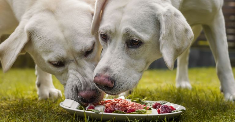 Hund, Hunderasse, Canidae, Labrador Retriever, Retriever, Sporting Group, Schnauze, Fleischfresser, Gras, Essen, barfen, weißer großer Hund, weißer Labi