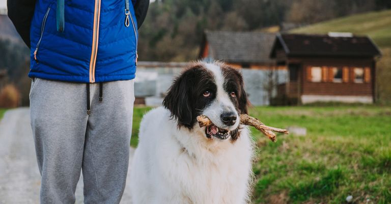 sehr große Hunderasse, schwarz weißer Hund mit langem Fell, Neufundländer UNterart, Landseer Rasse Hund