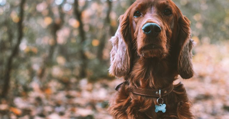 Hund,Hunderasse,Fleischfresser,Leber,Kitz,Begleithund,Baum,Schnauze,Sportliche Gruppe,Wald, Leder Halsband, Hundehalsband aus Leder, braunes Lederhalsband für große Hunde