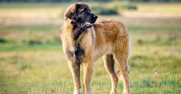 Leonberger am Feld