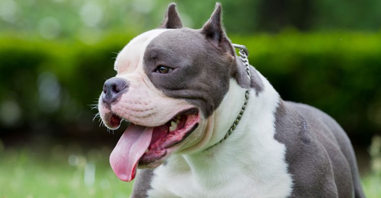 Hund, Säugetier, Wirbeltier, Canidae, Hunderasse, amerikanischer Bulldogge, Schnauze, American Bully, amerikanische Bulldogge, schwarz-weißer Hund liegend auf Wiese vor Hecke