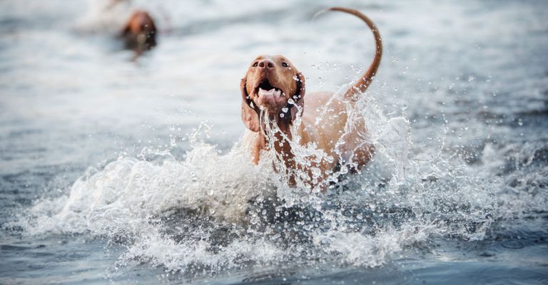 Wasser, Welle, Schwimmen, Spaß, Erholung, Schwimmen im offenen Wasser, Magyar Vizsla kann schwimmen und liebt es, ein ausgewachsener roter großer Hund mit Schlappohren im Meer baden