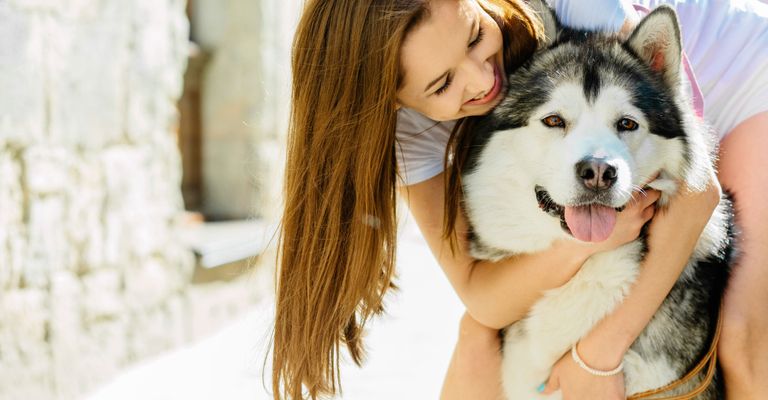 Siberian Husky, Hund, Canidae, Alaskan Malamute kuschelt mit Besitzerin, Hunderasse, Schönheit, Haut, Fleischfresser, Schlittenhund, Fell, großer weißer Hund, schwarz weiße Hunderasse mit langem Fell und Stehohren