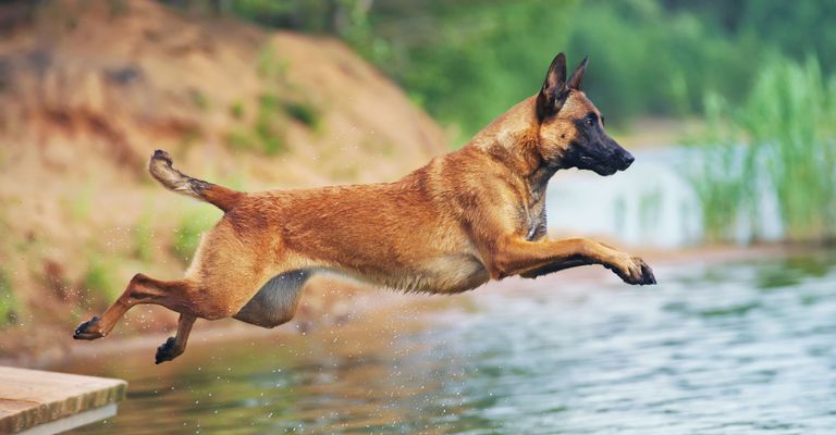 Hund, Säugetier, Wirbeltier, Canidae, Hunderasse, Fleischfresser, belgischer Schäferhund Malinois, belgischer Schäferhund springt ins Wasser, Polizeihund, Hunde die schwimmen können, mittelgroßer brauner Hund mit dunkler Schnauze, Stehohren, Unterordnung, schwererziehbar