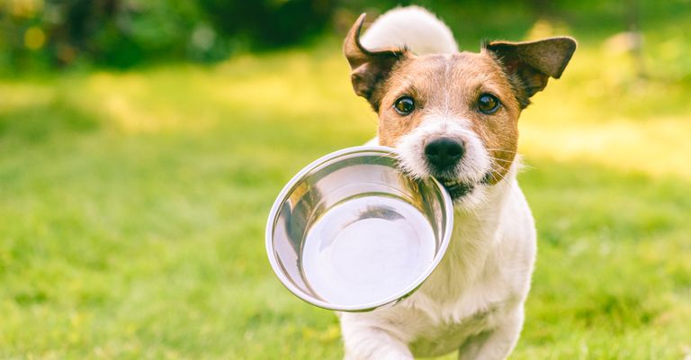 Hund,Hunderasse,Fleischfresser,Begleithund,Kitz,Gras,Hundezubehör,Schnauze,Schwanz,Spielzeughund, Terrier läuft mit silber Edelstahl Schüssel für Futter über eine grüne Wiese und hat Hunger, Mera Hundefutter Test Bericht und Erfahrung, Review