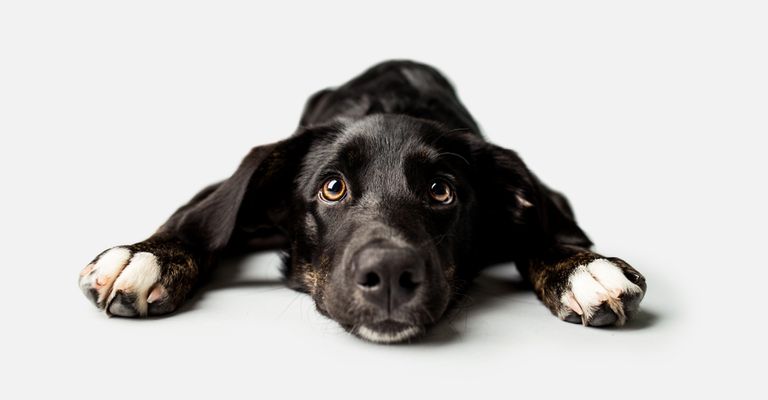 süßer schwarz weißer Mischling wie Loki liegt auf dem Boden, Hund der schwarz ist und weiße Pfoten hat, Beagador