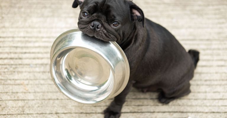 Hund, Wirbeltier, Canidae, Säugetier, Mops, Hunderasse, Welpe, Begleithund, Schnauze, Edelstahl Futterschüssel, Mops hat Hunger, wie viel füttern man einem Mops