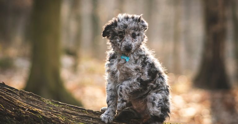 Mudi Hund aus Ungarn, Welpen Mudi, merle farbener Hund