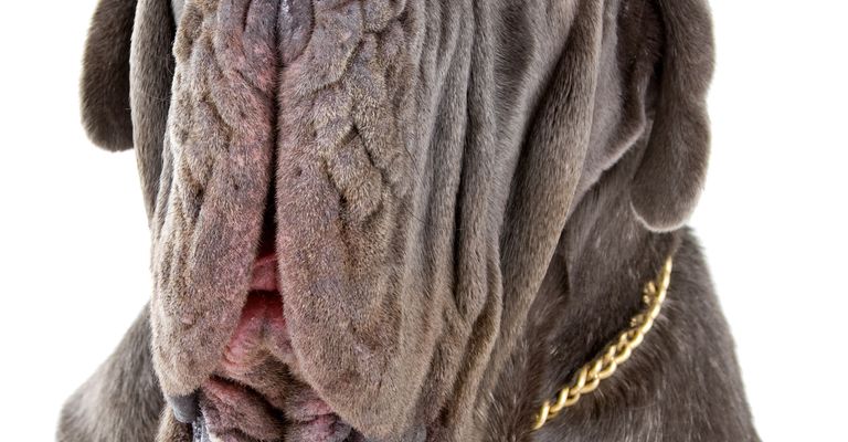 Hund, Wirbeltier, Hunderasse, neapolitanischer Mastiff, Canidae, Säugetier, Riesenhunderasse, Fleischfresser, englischer Mastiff, Schnauze, hässlicher Hund mit vielen Falten im Gesicht und chronischer Augenentzündung