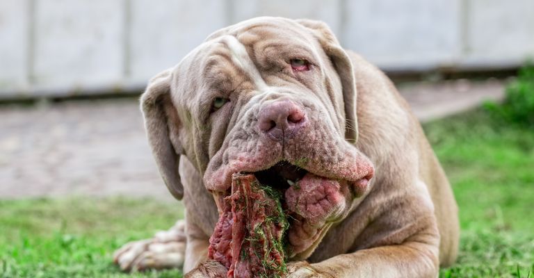 Hund, Säugetier, Wirbeltier, Hunderasse, Canidae, neapolitanischer Mastiff, Fleischfresser, Schnauze, Rasse ähnlich koreanischer Mastiff, alte Hunderassen, grauer Hund frisst frisches Fleisch, italienische Hunderasse, hässlicher Hund mit Faltengesicht, Dogge