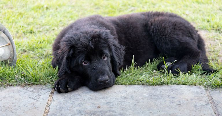 Hund, Säugetier, Wirbeltier, Hunderasse, Canidae, Neufundländer Welpe liegt im Gras im Freien, Fleischfresser, Sportgruppe, schwarzer großer Hund mit langem Fell