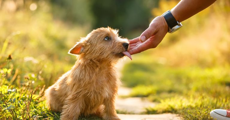 Norwich Terrier Welpe wird von einer Hand im Gesicht gestreichelt, Hund sitzt auf der Wiese im Garten, Welpe, kleiner brauner Hund mit rauhaarigem Fell, Rauhaarhunderasse, Hunderasse aus UK