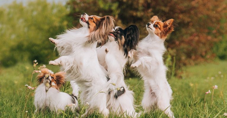 vier Papillon Hunde machen Männchen auf einer Wiese und warten auf die Belohnung, weiße kleine Hunde mit Stehohren und langem Fell, intelligenter Hund