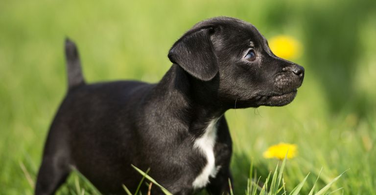 Patterdale Terrier Welpe schwarz, Hund ähnlich Labrador