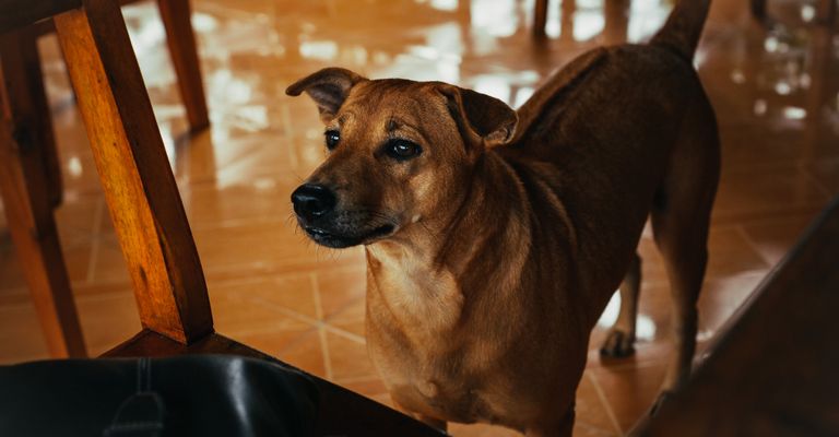 Säugetier, Hund, Wirbeltier, Canidae, Hunderasse, Rasse ähnlich Rhodesian Ridgeback, Fleischfresser, Schnauze, Begleithund, Phu Quoc Ridgeback in einem neuen Zuhause, großer brauner Hund mit Kippohren