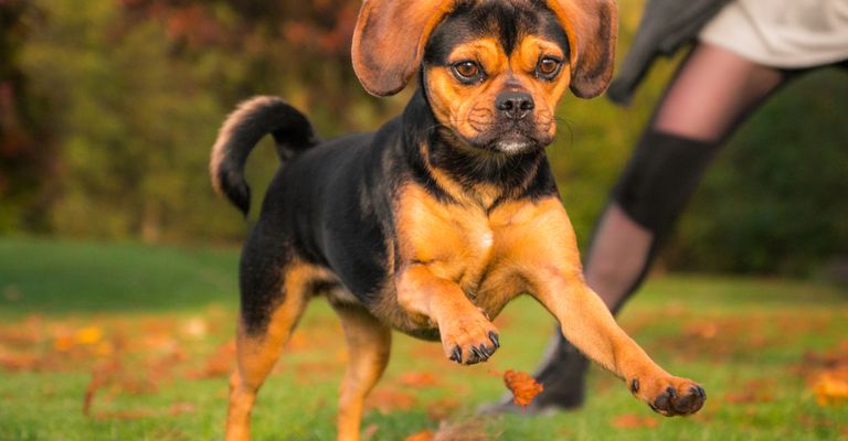 Hund der ein Designerhund ist und MIschling aus Beagle und Mops