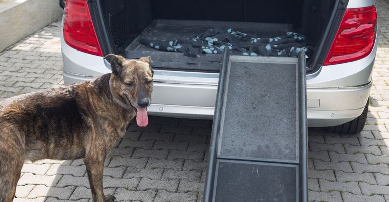 Auto,Hund,Fahrzeug,Kfz-Schluss- und Bremslicht,Kfz-Beleuchtung,Motorhaube,Autoreifen,Kraftfahrzeug,Fleischfresser,Halsband,