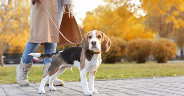 Hund,Pflanze,Hunderasse,Fleischfresser,Spürhund,Halsband,Begleithund,Baum,Rehkitz,Gehweg, Retrieverleine, Moxonleine, Beagle mit einer Zugstoppleine