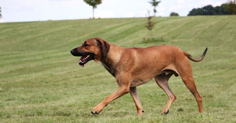 Hund, Säugetier, Wirbeltier, Hunderasse, Canidae, Fleischfresser, Rhodesian Ridgeback, Africanis, Südafrikanische Hunderasse, großer brauner Hund, Listenhund in der Schweiz