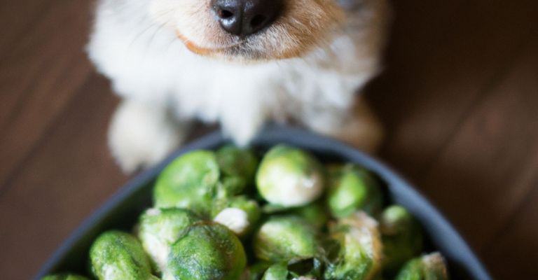 Futter,Hund,Hunderasse,Fleischfresser,Zutat,Rezept,Rehkitz,Begleithund,Schnurrhaare,Rosenkohl,