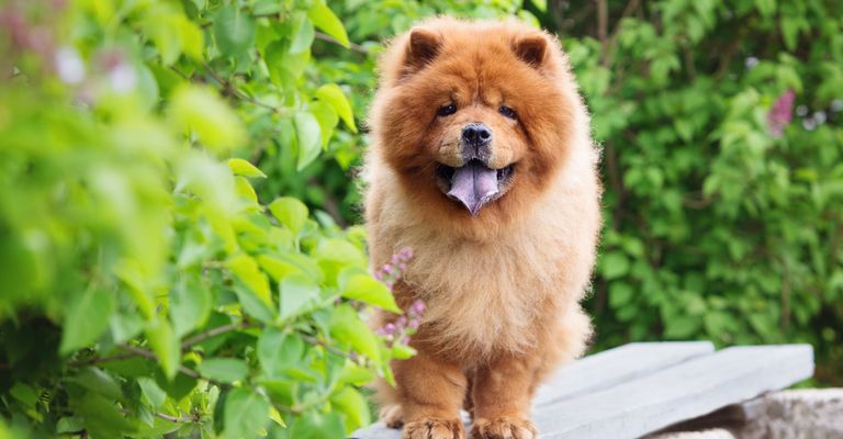 Hund, Säugetier, Wirbeltier, Canidae, Hunderasse, Fleischfresser, roter Chow-Chow, Rasse ähnlich Pomeranian, roter Hund mit langem Fell, blaue Zunge, Begleithund, Spitz,