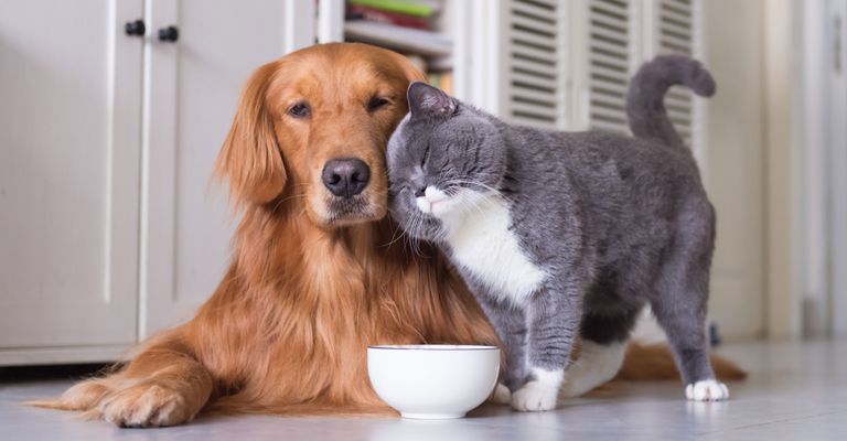 Hund, Säugetier, Wirbeltier, Canidae, Hunderasse, Fleischfresser, Begleithund, roter Golden Retriever liebt eine kleine British Kurzhaar Katze, Hund und Katze verstehen sich, Rasse ähnlich Nova Scotia Ente Maut Retriever, Sporting Group,