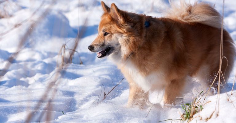 Hund, Säugetier, Wirbeltier, Canidae, Hunderasse, Fleischfresser, Rasse ähnlich isländischer Schäferhund, Winter, Schnauze, Hund grönländischer Hund, roter Islandhund ähnlich Fuchs im Winter im Schnee