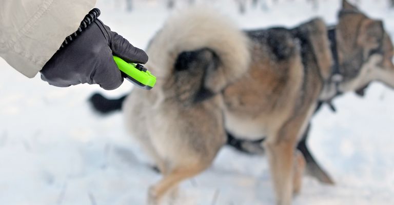 Rückruf Hund mit Klicker