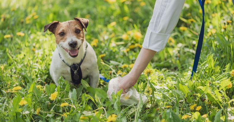 Hund, Hunderasse, Canidae, Säugetier, Terrier sitzt im Gras und wartet darauf dass Frauchchen die Scheiße wegmacht, Sackelr fürs Gackerl, Gassisack für den Hund