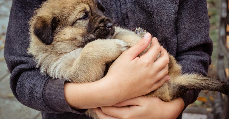 Wirbeltier, Hund, Säugetier, Canidae, Hunderasse, Welpe, Welpenliebe, Fleischfresser, Sarplaninac Welpe, kleiner hellbrauner Hund