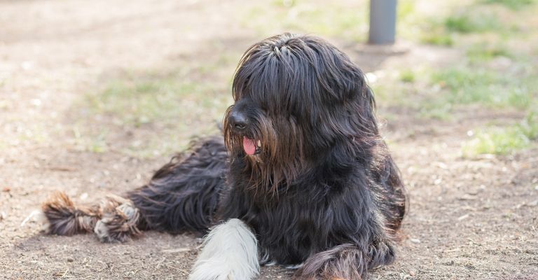 Schapendoes dunkel mit weißen Pfoten, holländischer Hund